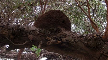 Termites in a tree